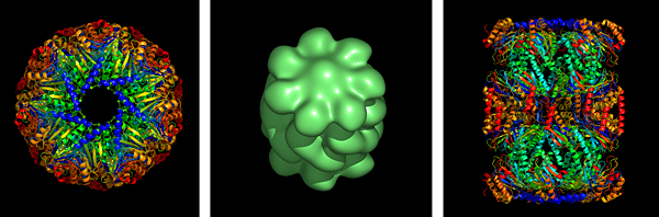 TB proteasome structure